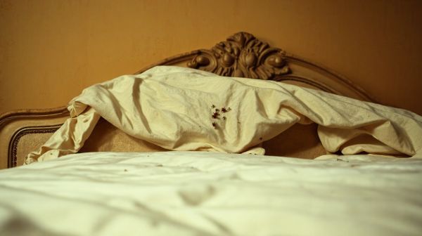 Top astuces pour se débarrasser efficacement des punaises de lit à Toulouse